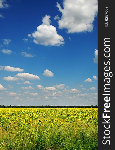 Big field with many beauty yellow sunflower under blue sky. Big field with many beauty yellow sunflower under blue sky