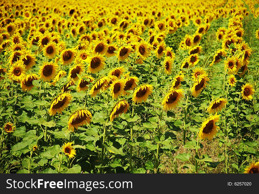 Big field with many beauty yellow sunflower. Big field with many beauty yellow sunflower