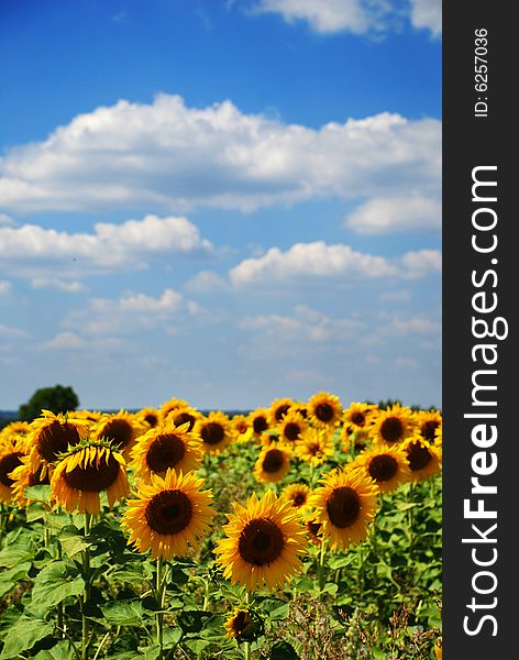 Big field with many beauty yellow sunflower under blue sky. Big field with many beauty yellow sunflower under blue sky