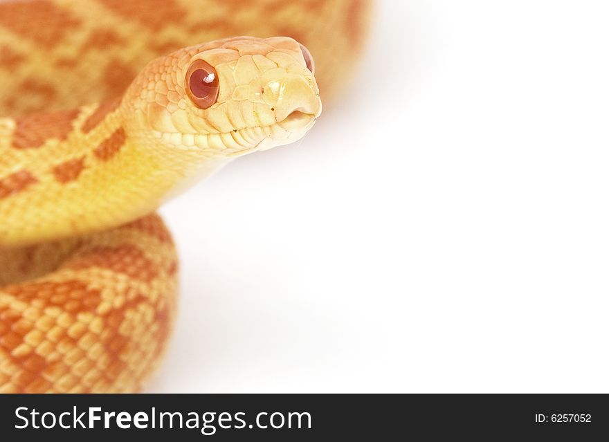 Closeup of an Albino Gopher Snake (Pituophis catenifer)