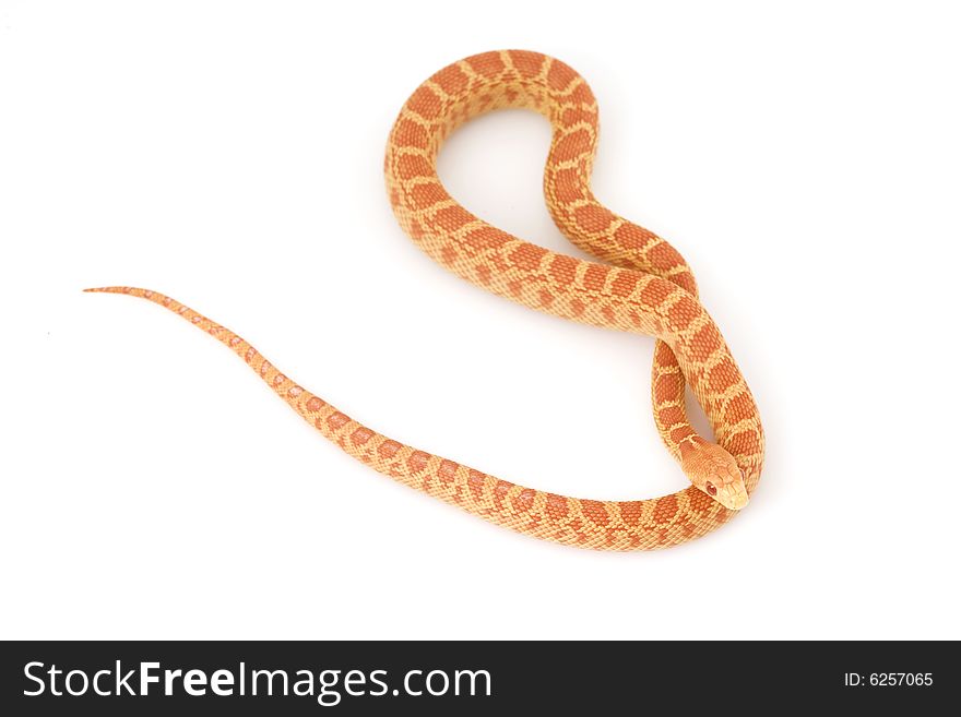 Albino Gopher Snake