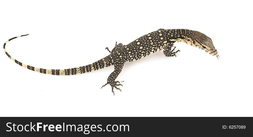 Asian Water Monitor Lizard (Varanus salvator) on white background.