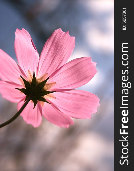 Pink, cosmos flower, from underneath, against cloudy sky