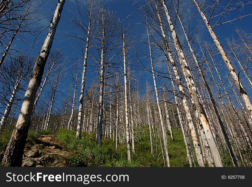 Trees in Siberia growing up to the sky
