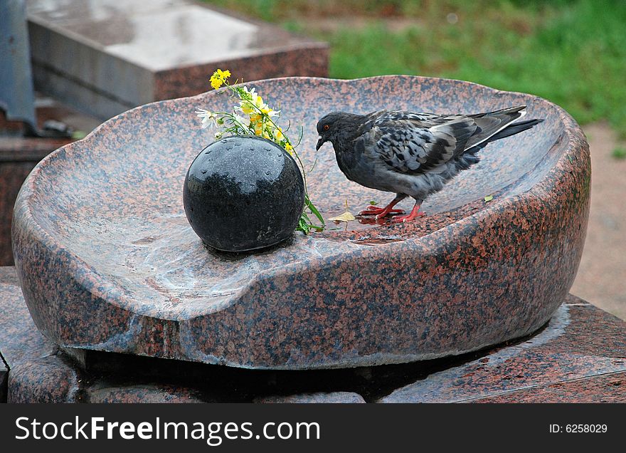 The pigeon in a town square in a summer day. The pigeon in a town square in a summer day