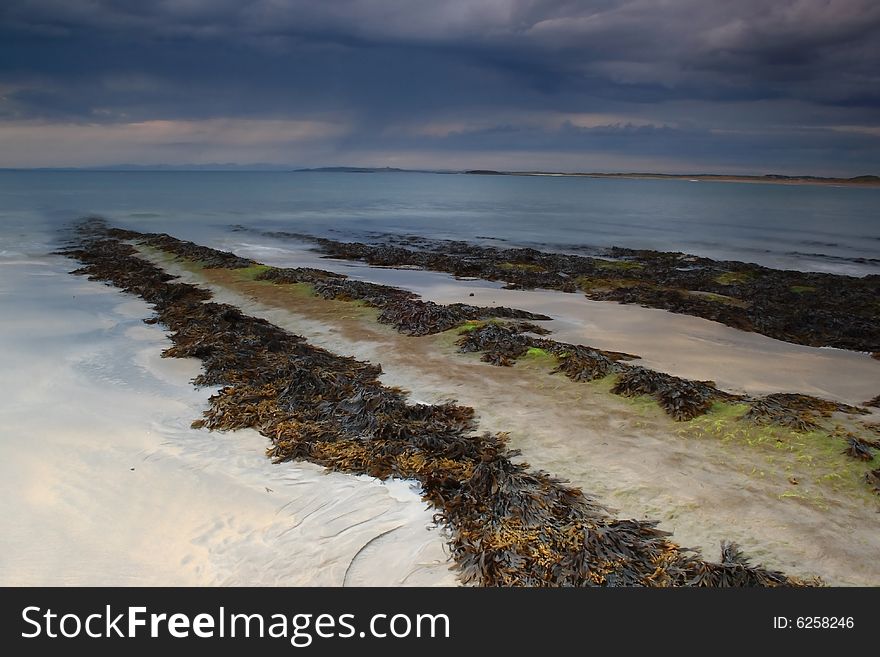 Bank of seaweed at the irish atlantic coast, taken in streedagh, county sligo. Bank of seaweed at the irish atlantic coast, taken in streedagh, county sligo
