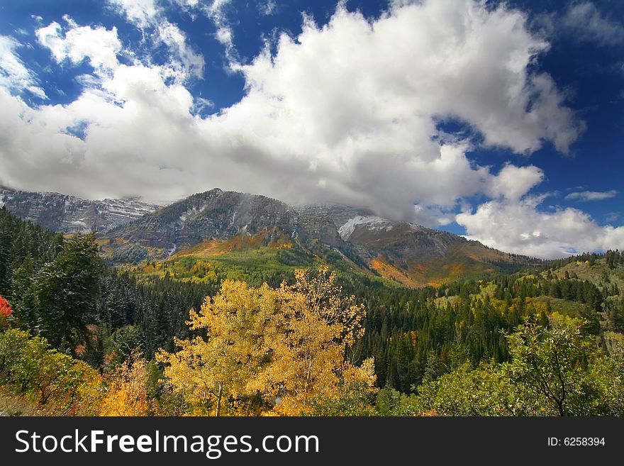 Fall shot of trees in the autumn showing  bright fall colors. Fall shot of trees in the autumn showing  bright fall colors