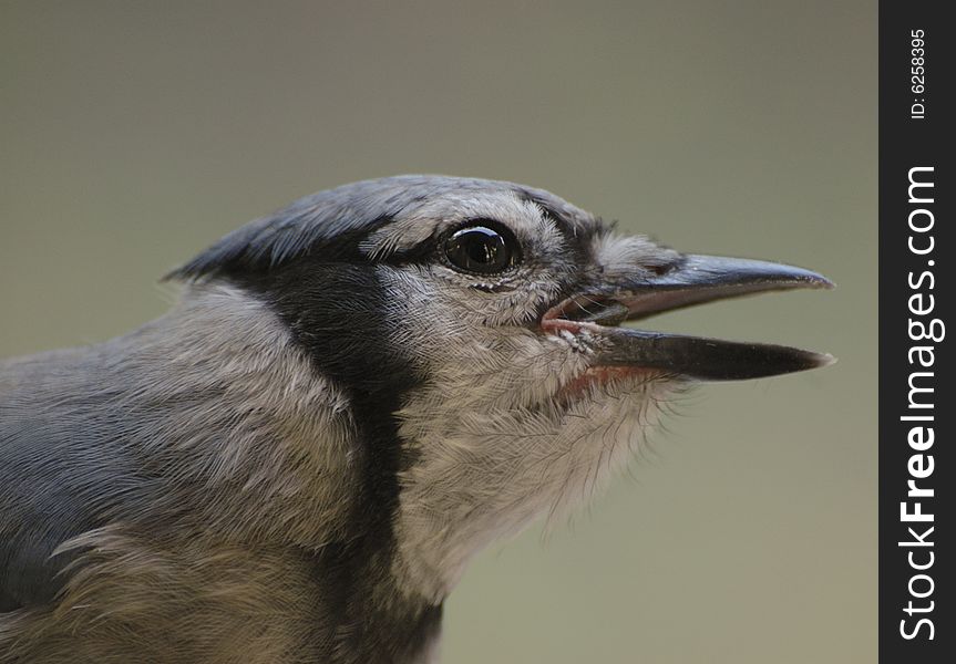 Portrait of a Blue Jay eating a sunflower seed