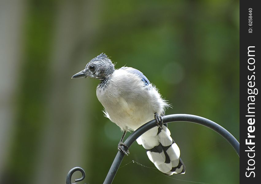 Young blue jay waiting his turn at the feeder