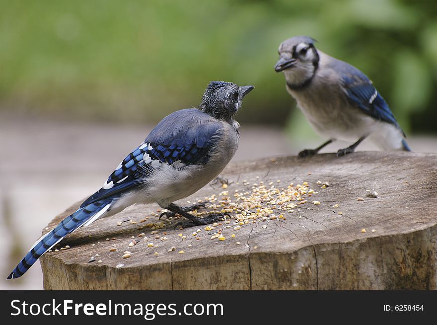 Young Blue Jay waiting for his turn at the seeds. Young Blue Jay waiting for his turn at the seeds