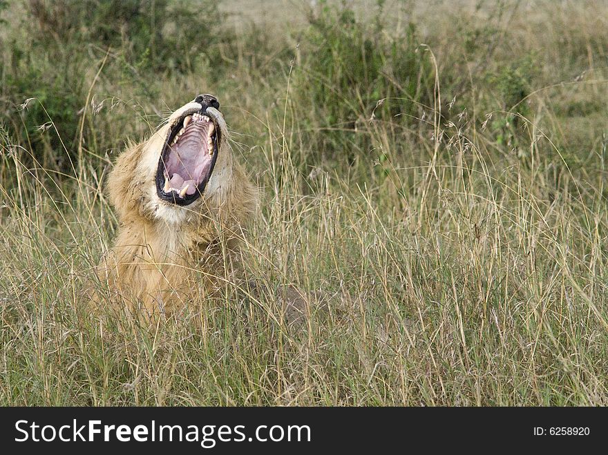 Lion yawning showing his big mouth and teeth. Lion yawning showing his big mouth and teeth.