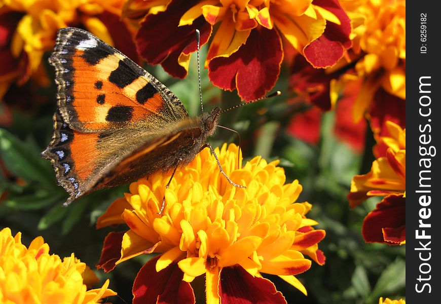 Orange butterfly sits on a flower