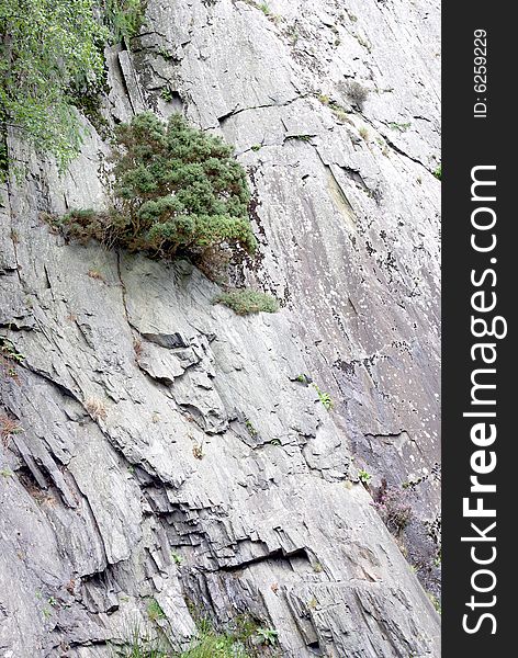 Tree growing out of Slate Rock face. Tree growing out of Slate Rock face.