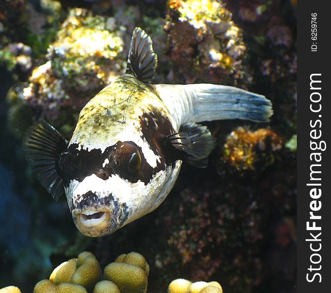 A maschered puffer fish, very common in Red Sea