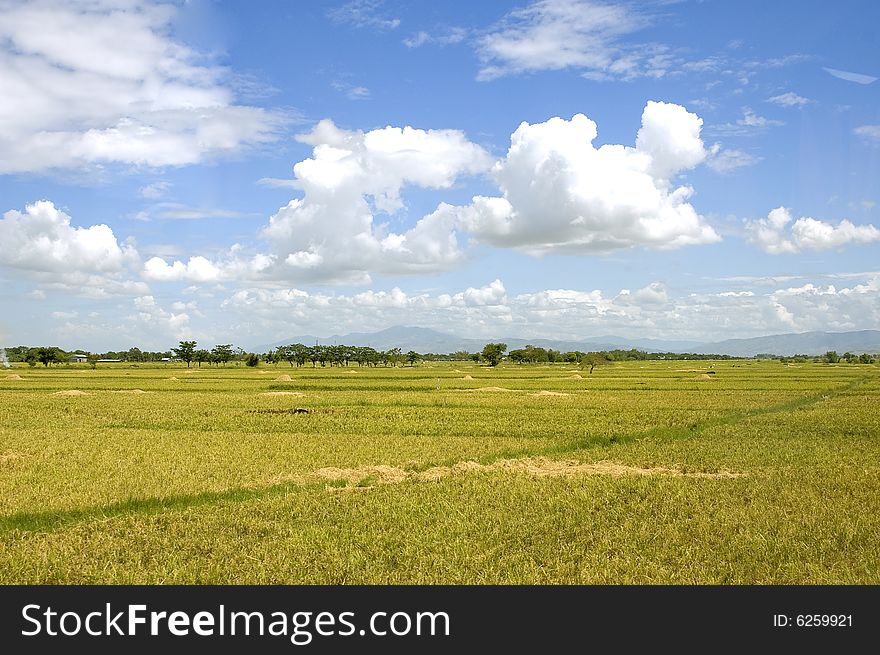 A rice field when I travel to the Philippines