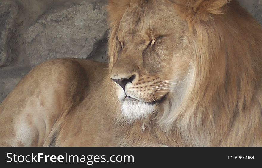 Lion at the zoo, Kiev Zoo