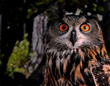Euro Asian Eagle Owl Stock Image