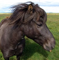 The Icelandic Horsy Royalty Free Stock Photo