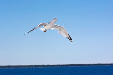 Flying Seagull Royalty Free Stock Photography