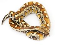 Blood Python Stock Image Blood Python Stock Image