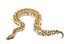 Blood Python Royalty Free Stock Image Blood Python Royalty Free Stock Image