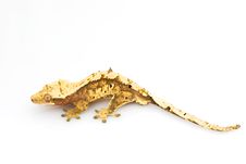 Crested Gecko Stock Images