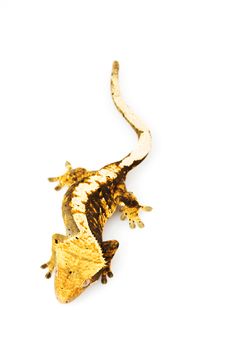 Crested Gecko Royalty Free Stock Photography Crested Gecko Royalty Free Stock Photography