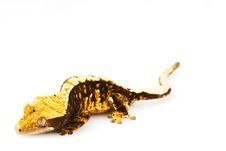 Crested Gecko Stock Photography Crested Gecko Stock Photography