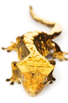 Crested Gecko Royalty Free Stock Photography Crested Gecko Royalty Free Stock Photography