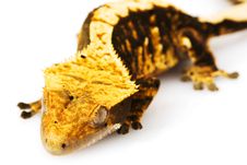 Crested Gecko Stock Photos Crested Gecko Stock Photos