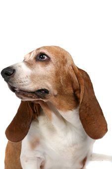 Basset Hound Looking Off To The Side Royalty Free Stock Photography Basset Hound Looking Off To The Side Royalty Free Stock Photography