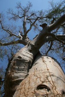 Love Baobab, Madagascar Royalty Free Stock Photos Love Baobab, Madagascar Royalty Free Stock Photos