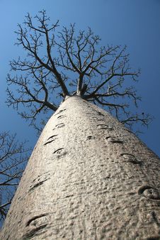 Avenue De Baobab, Madagascar Stock Image Avenue De Baobab, Madagascar Stock Image
