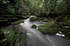 Forest Stream 1 Royalty Free Stock Images Forest Stream 1 Royalty Free Stock Images