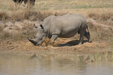 Rhino 1 Royalty Free Stock Image
