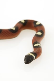 Spotted Mexican Milk Snake Royalty Free Stock Images Spotted Mexican Milk Snake Royalty Free Stock Images
