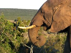 Elephant Eating Bush Royalty Free Stock Photo Elephant Eating Bush Royalty Free Stock Photo