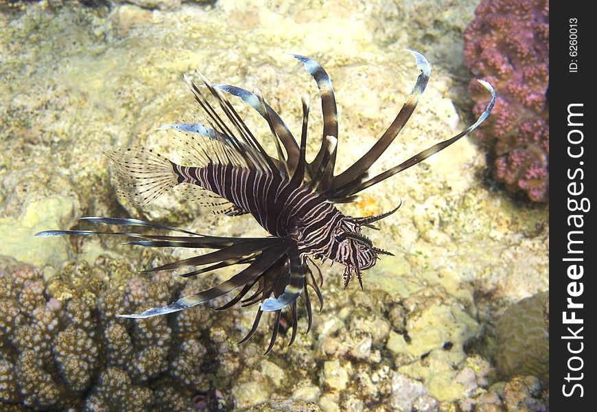 A lion fish swimming in red sea coral reef