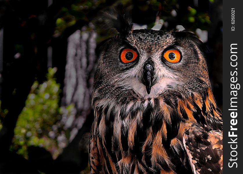 A bright eyed Euro Eagle Eagle Owl. A bright eyed Euro Eagle Eagle Owl