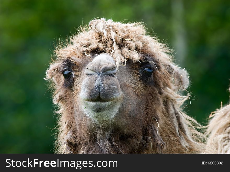 Close-up of a camel (Camelus bactrianus domesticus )