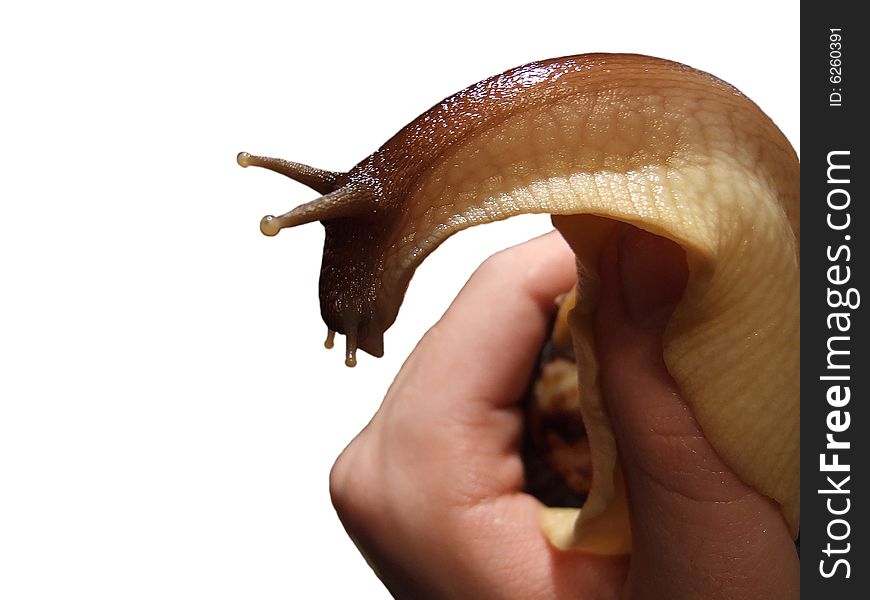 Hand holding large snail, isolated on white background. Hand holding large snail, isolated on white background