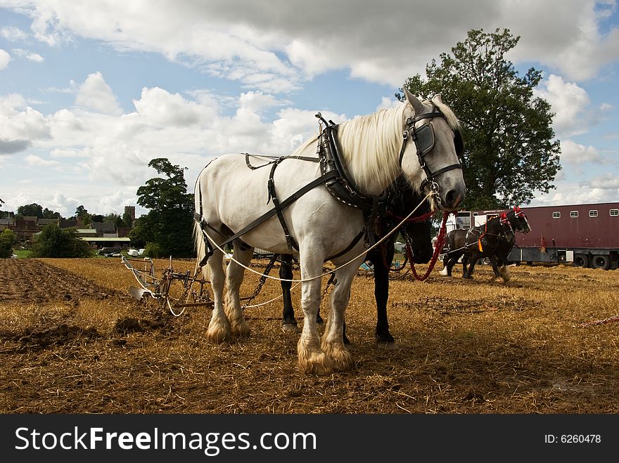 Two teams of horses demonstrate retro working practices. Two teams of horses demonstrate retro working practices