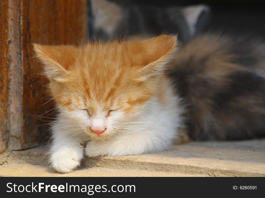 Close up of the little sleeping orange kitten. Close up of the little sleeping orange kitten