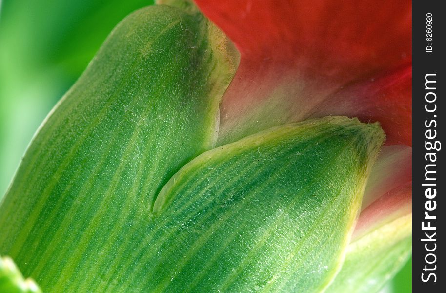 Close-up macro of side receptacle of deep powerful red dianthus carnation flower unopened shown diagonally across the picture with many many hair cilia cilium covered lines in the flowers receptacle against and out of focus background . Close-up macro of side receptacle of deep powerful red dianthus carnation flower unopened shown diagonally across the picture with many many hair cilia cilium covered lines in the flowers receptacle against and out of focus background