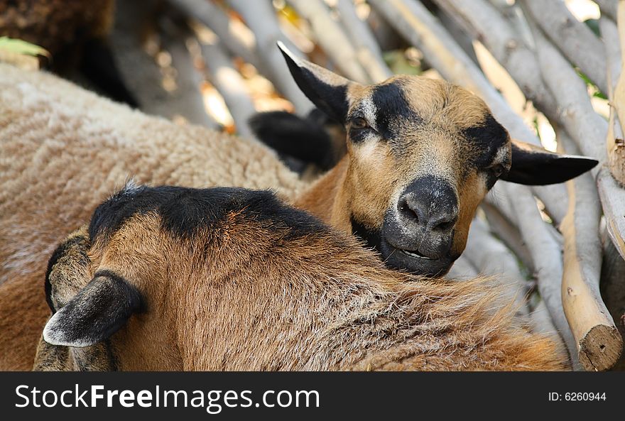 Close up of the curious domestic goat.