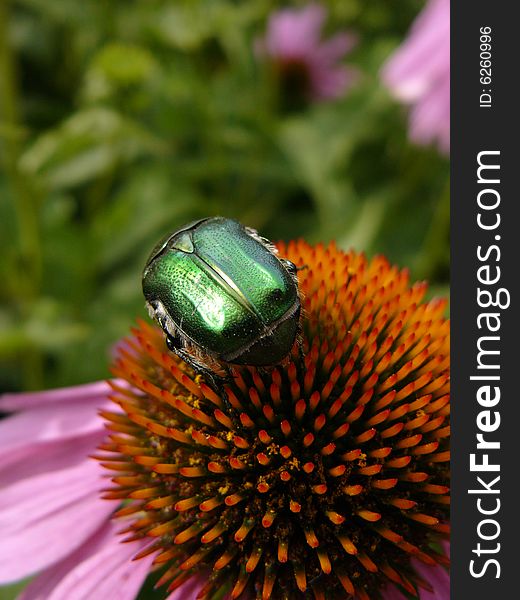 Green bug eats on daisywheel