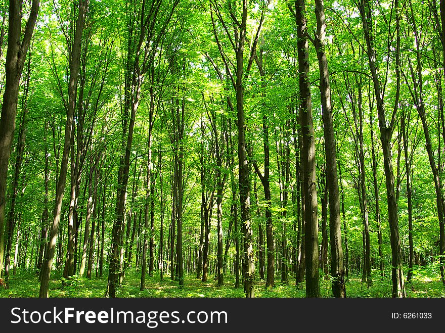 Trees in a  green forest in spring