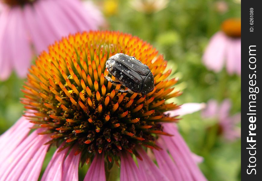 Blak bug eats on daisywheel