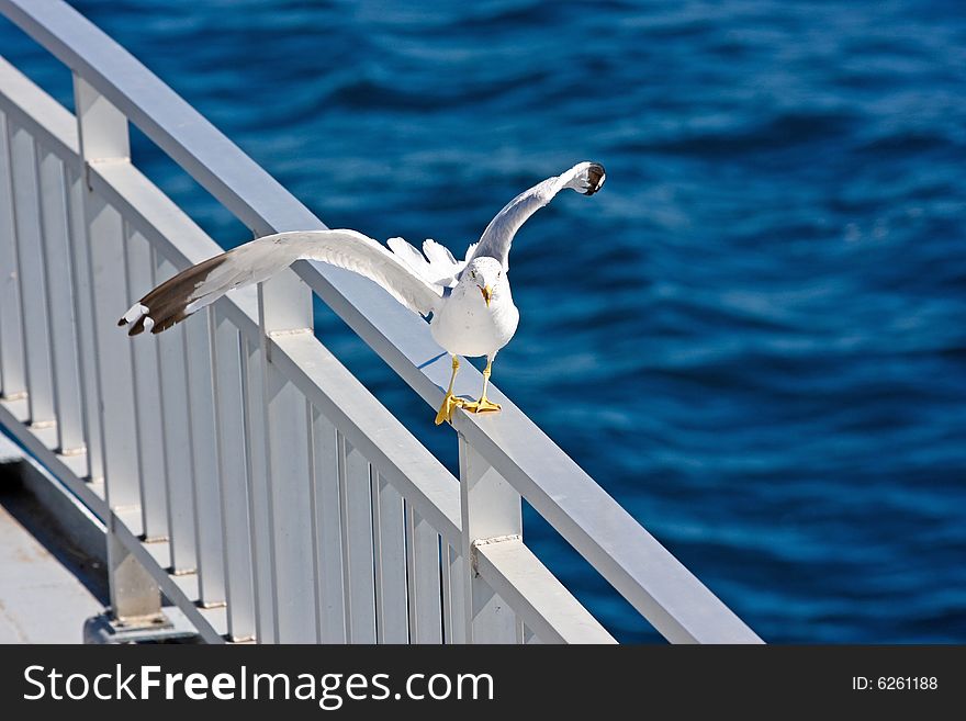 Seagull balancing on railing of ferry. Seagull balancing on railing of ferry