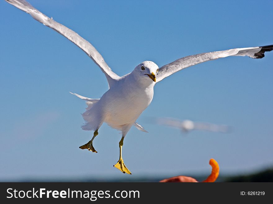 Seagull flying in the sky towards some food. Seagull flying in the sky towards some food